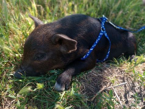 Продам мини пиг: 2 000 грн. - Інші тварини Дніпро на Olx