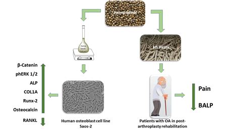 Nutrients Free Full Text Hemp Seeds In Post Arthroplasty