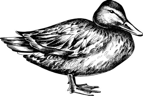 Monochrome Hand Drawn Black And White Duck Illustration Stock