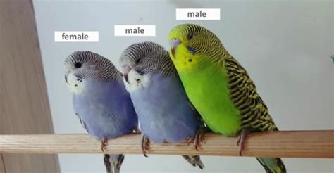 How Can I Figure Out The Sex Of My Parakeets Identifying Signs The Worlds Rarest Birds