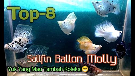 TOP 8 Jenis Ikan Molly Sailfin Ballon Cakep Banget Dorsal Fin Nya