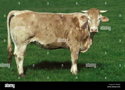 Blonde D Aquitaine A French Breed Stock Photo Alamy