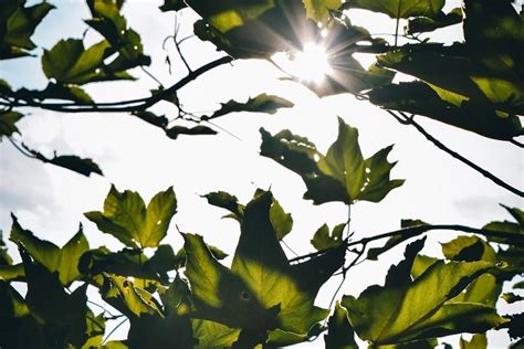 Are sycamore trees prone to diseases? 4 Problems of Sycamore.