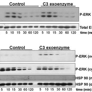 Inhibition Of RhoA Does Not Alter ERK Phosphorylation But Does Increase