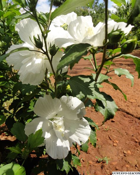 Viveiro Ciprest Plantas Nativas e Exóticas Hibisco da Síria Branco