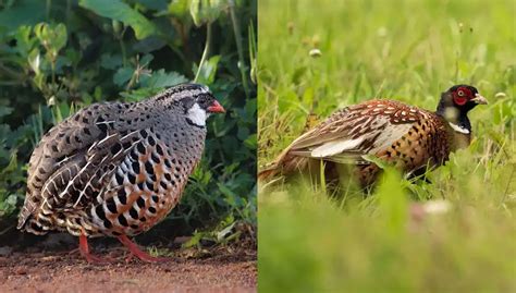 Quail Vs Pheasant 15 Unique Differences Between Ground Dweller Cousins