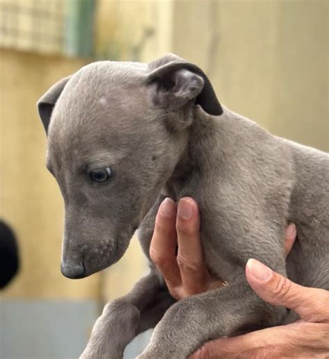 Galgo Anne Sucht Ein Zuhause Salva Hundehilfe E V