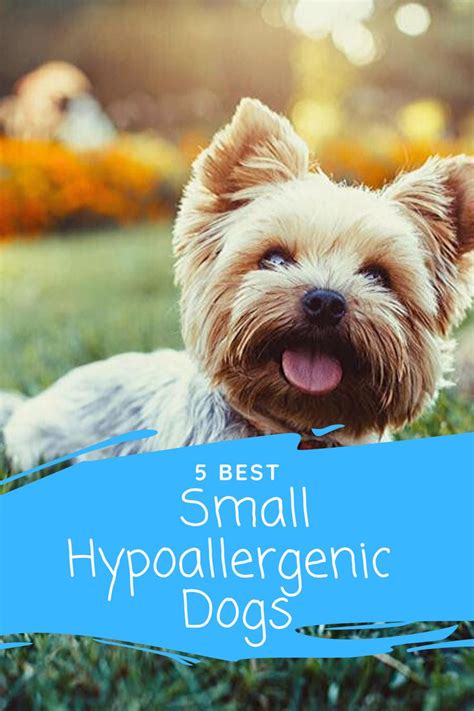 5 Best Small Hypoallergenic Dogs That Are Perfect | Hypoallergenic dogs ...