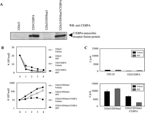 Proliferation Of 32Dcl3 And 32Dcl3 DNStat3 By Restoration Of C EBP A