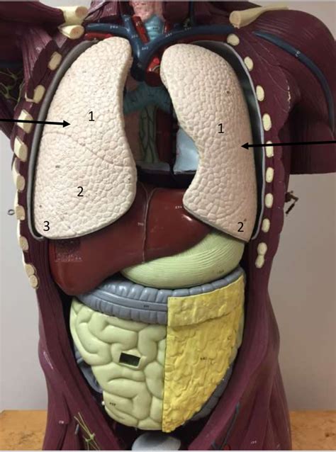 abdominal organs Diagram | Quizlet