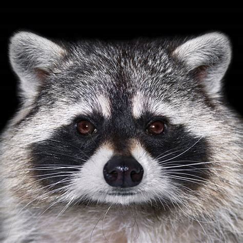 Raccoon Eyes Stock Photos, Pictures & Royalty-Free Images - iStock