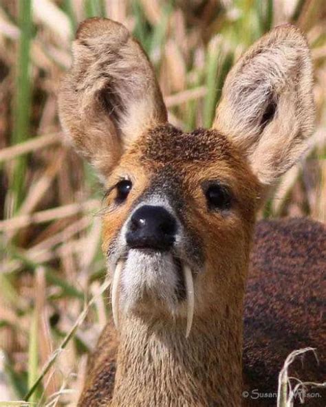 Thumbs Pro Blondebrainpower The Chinese Water Deer Do Not Grow