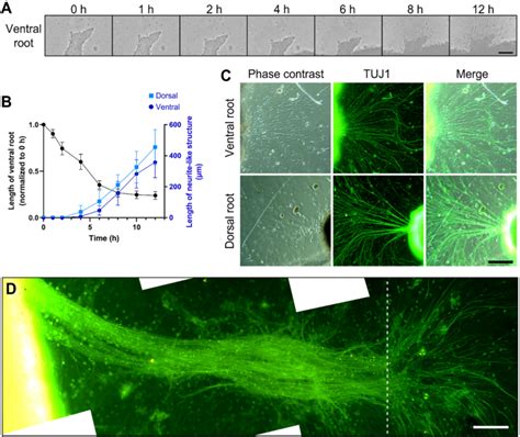 Regeneration Of The Ventral And Dorsal Roots In The SCWR Ex Vivo Model