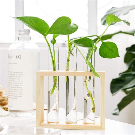 Xihaxi Test Tube Planter Propagation Station Glass Terrarium Test Tube With Wood Stand For