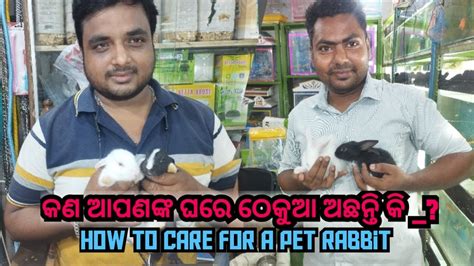 How To Take Care Of A Rabbit Complete Rabbit Care Guide In Odia Creativelife8117 Youtube