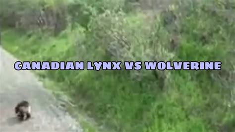 Wolverine Vs Lynx? 17 Most Correct Answers - Barkmanoil.com