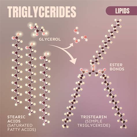 Glycerol And Fatty Acids Jaylinaddadams