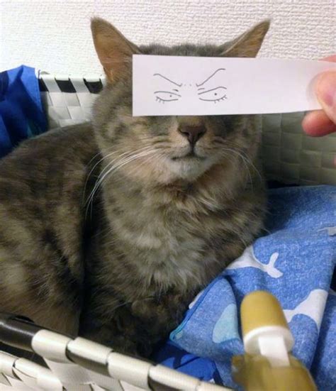 Giving Your Cat Funny Cartoon Eyes Is The Latest Trend In Japan… And ...