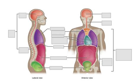 BSC2085L Quiz 1 Body Cavities Diagram Quizlet