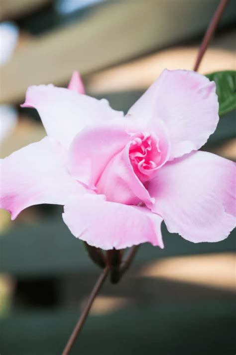 Dipladenia Plant Care The 1 Definitive Guide