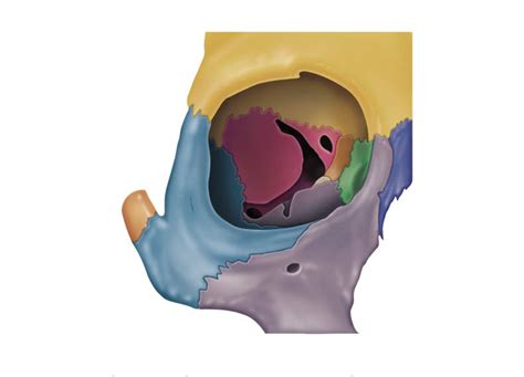 The Skull Right Orbit Anterior View Diagram Quizlet