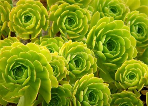 Flower Green Succulent Stock Photo Image Of Succulent 2880924