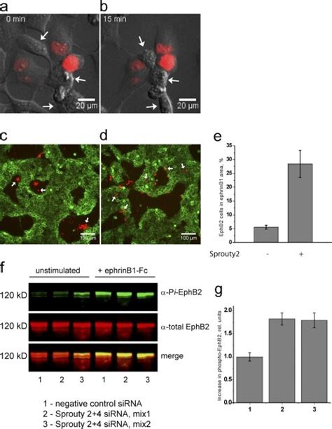 Effect Of Sprouty2 Expression Of Cell Responses To EphB2 Activation