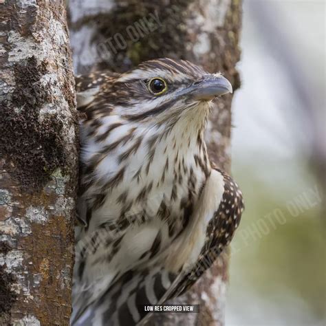 Long Tailed Cuckoo 004 Wildbirdsnz