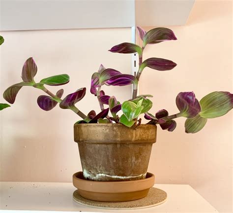 Tradescantia Nanouk Care, Propagation, and More Tips: How to Succeed!