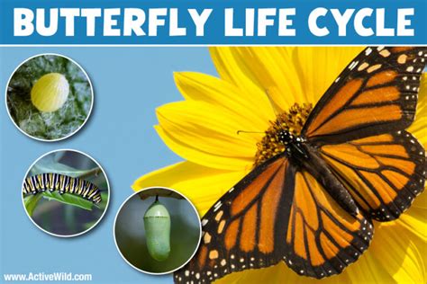 Butterfly Life Cycle Explained With Pictures & Facts On All 4 Stages