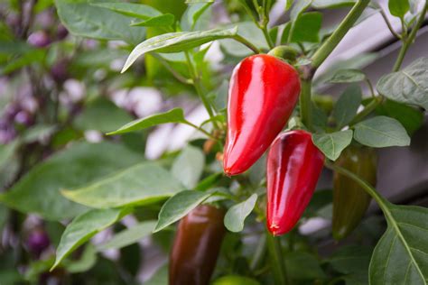 How To Grow Chilli Plants - An Easy Guide To Grow Your Own