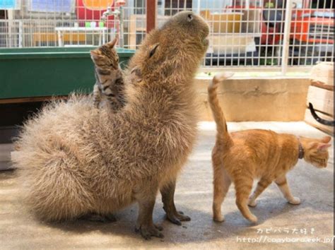 Cats and a capybara : r/aww