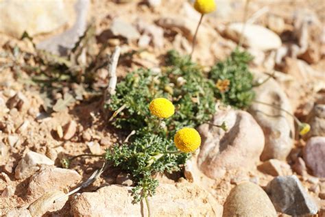 Otoglyphis Pubescens Flore Du Maroc Famille Des Asteraceae