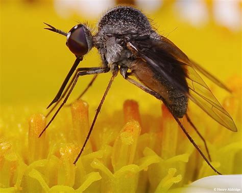 20211230 08 A Slender Bee Fly Bombyliidae Geron Sp Cir Flickr