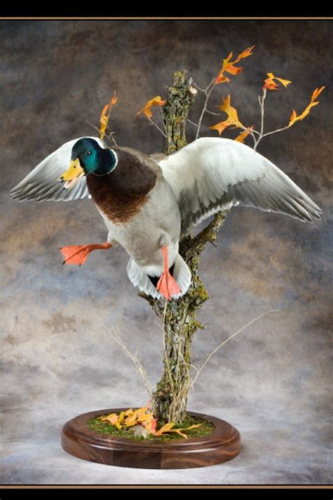 Mallard Drake Waterfowl Taxidermy Taxidermy Taxidermy Mounts