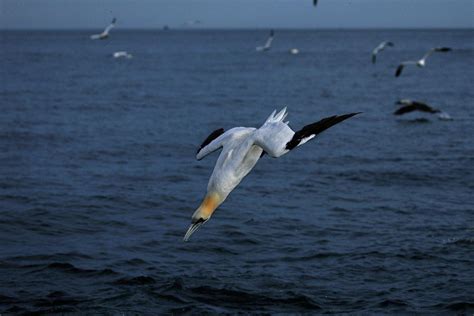 Diving Gannet Photograph by Alex England