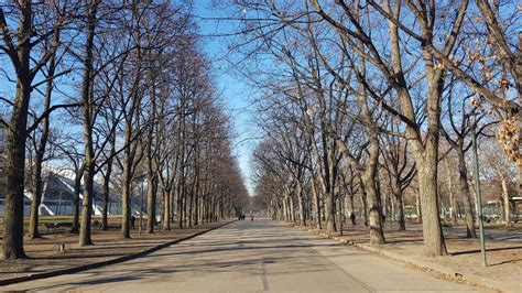 Siccità 2022 un migliaio di alberi deperiti a Torino piantumazioni e