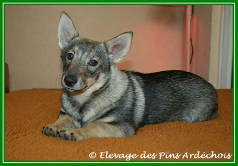 Photo Elevage Des Pins Ard Chois Eleveur De Chiens Vallhund Su Dois