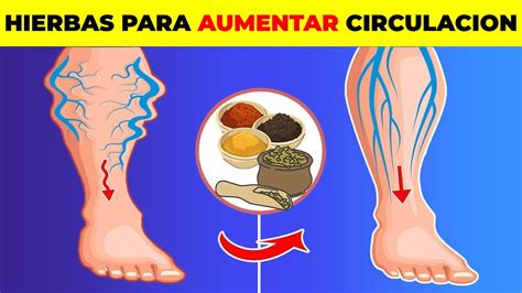 7 hierbas para AUMENTAR la circulación de las piernas al instante