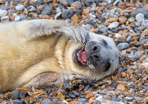 First Grey Seal Pups of the Season Born at Blakeney Point in Norfolk ...