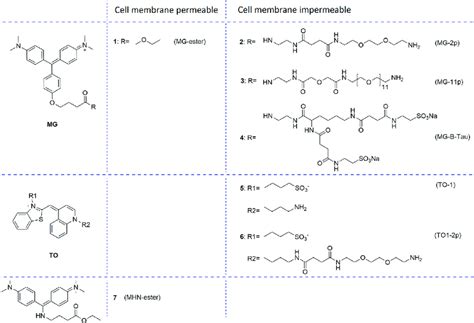 Structures Of Cell Membrane Permeable And Impermeable Fluorogens