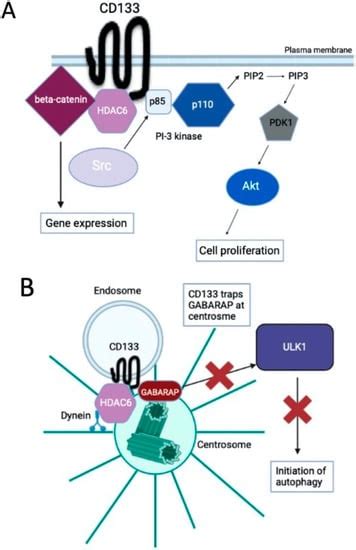 Cells Free Full Text Molecular Regulation Of Autophagy And