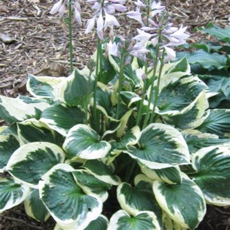 Hosta 'Minute Man' - Vitro Westland
