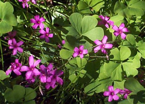 Oxalis violacea | Violet Wood Sorrel | plant lust