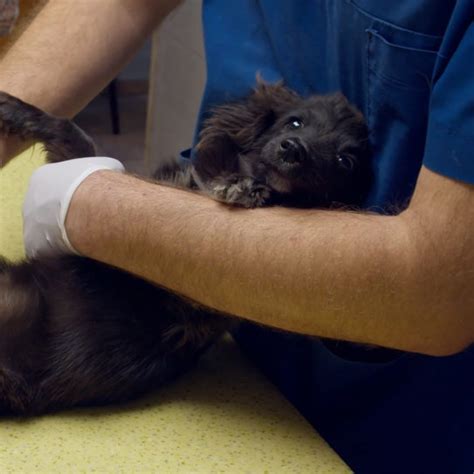 Sweet stray puppy rescued by kind and caring woman