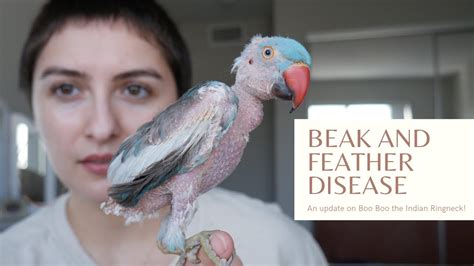 Psittacine Beak And Feather Disease Indian Ring Neck Parakeet Youtube