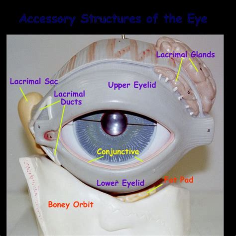 Labeled Eye Model Anatomy Muscles