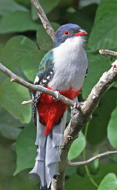 Cuban Trogon | Beautiful birds, Most beautiful birds, Pet birds