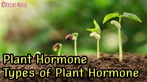 Plant Hormones Types Youtube