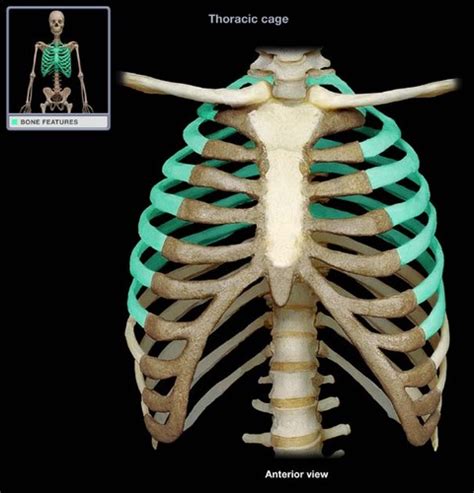 Axial Skeleton Ribs Flashcards Quizlet